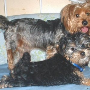 brownie & kayko