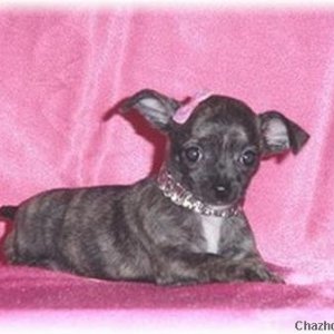 My dream Chihuahua