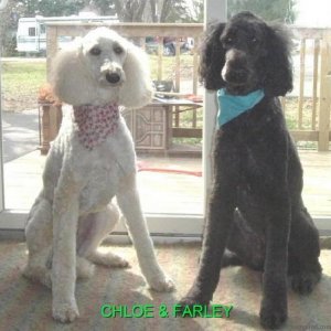 Farley & Chloe