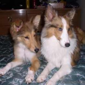 zeke and his new buddy a collie puppy!