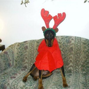 REINDEER DOBE