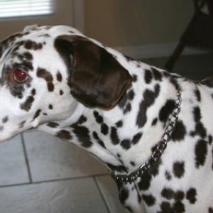 Buddy the Dalmation