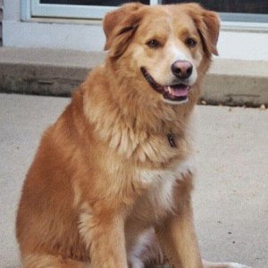 Bailey - Chillin on the patio!