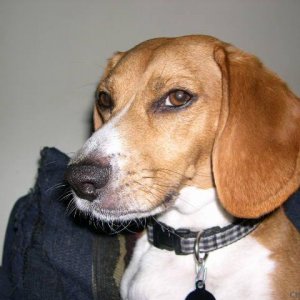 Maxim de Winter - The Regal Beagle