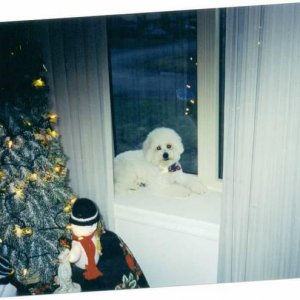 Fritz_s_Christmas_pic1