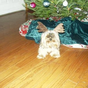 yorkie fawn