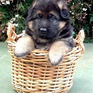 puppy in a basket