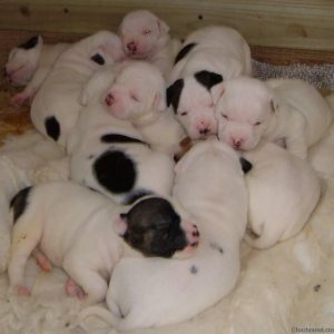 One of the whole litter