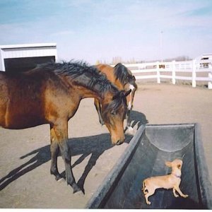 Lita...with horses.