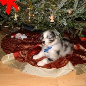 Nicholas under the Christmas tree.