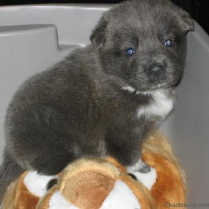 Missy and her Lion