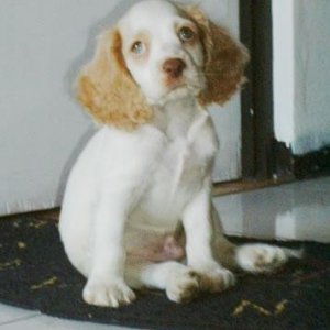 Blondie at 2 months old.