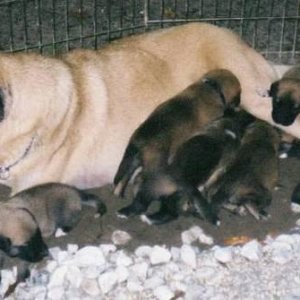 Dani Pups at 3 weeks old