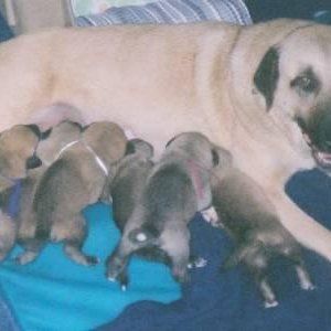 Dani Pups at 2 weeks old