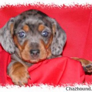 ML Rivenburgh Mini Dachshunds