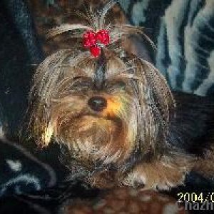 pretty yorkie girl