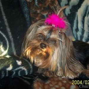 valentiens yorkie