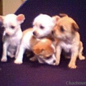 6 week old chihuahua puppy's