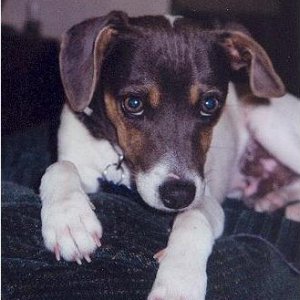 jackrussell8mo