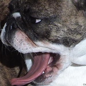 Olive Oyl the Bulldog's big yawn!