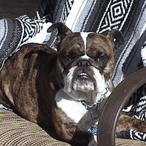 Olive Oyl hanging out on the porch!