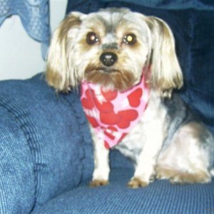 valentiens yorkie