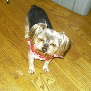 my sweet yorkie