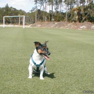 soccer dog