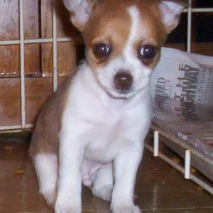 chihuahua puppy