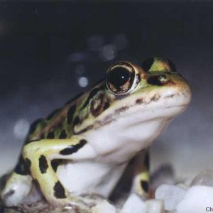 Northern Leopard Frog