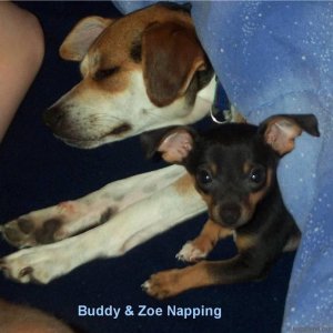 Zoe & Buddy taking a nap