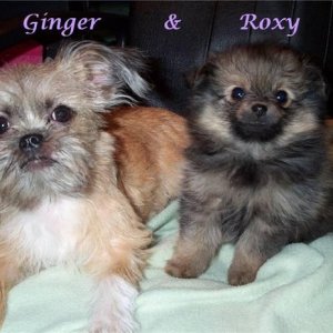 Ginger & Roxy