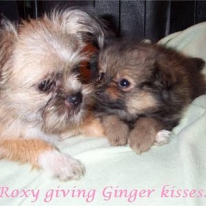 Roxy giving Ginger kisses...