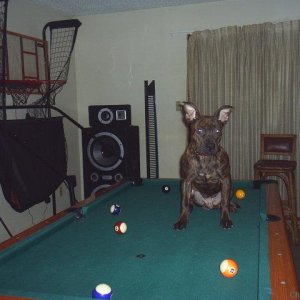 Anybody wanna play some pool