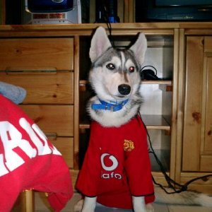 Go United!!Go Balto!!