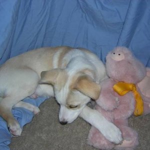 sunny with his stuffed piggy