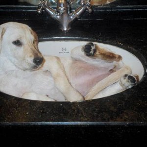 Media 'phoebex chillin in the tub' in category 'Dog Pictures'