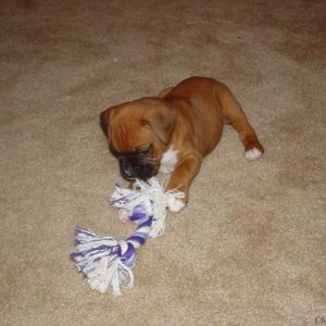 Tug-o-war!