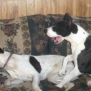 Boomer and Roxi Our Danes