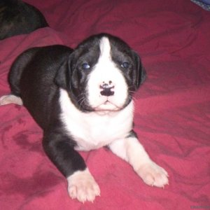 18 day old Great Dane puppy