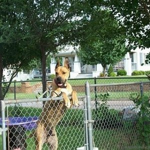 Our Great Dane Jake