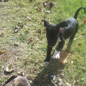 Great Dane puppy from last litter.