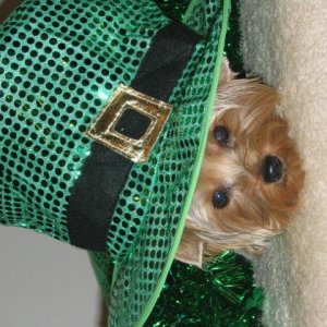 St Patrick's Day Mascot