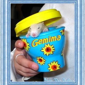 Gemima