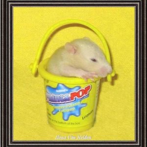 RAT - BUCKET