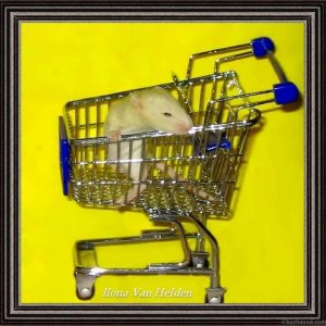 Rat - Trolley