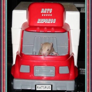 Rat Express