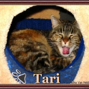 Tari