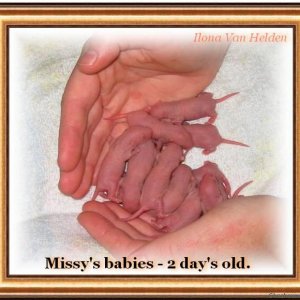 Missy's Babies (Rats)