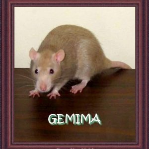 Gemima